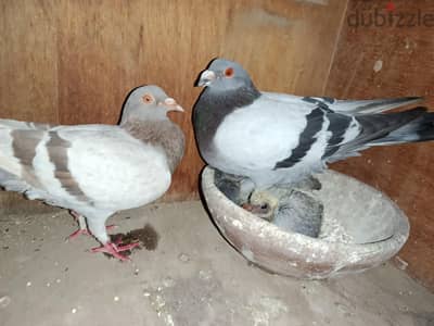جوز حمام جمعيه شغال ضمان