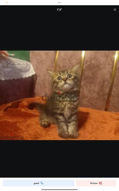 قط شيرازي