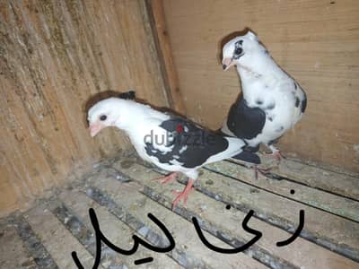 حمام للنش وشباب
