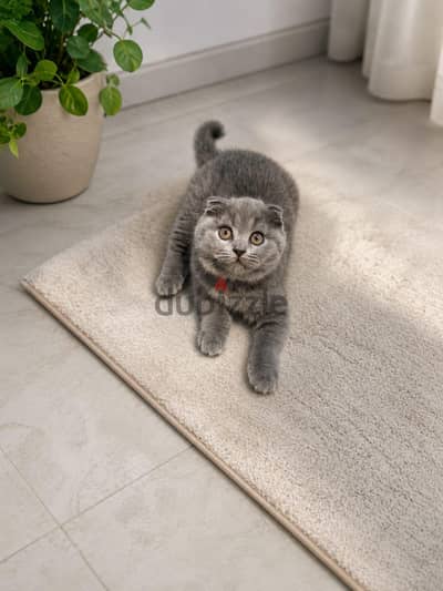 Scottish Fold Female – Premium Quality بنت سكوتش فولد