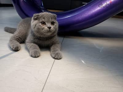 Scottish Fold Female – Premium Quality بنت سكوتش فولد