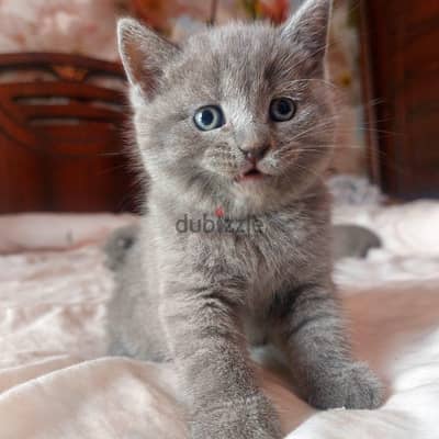 Scottish Fold Female – Premium Quality بنت سكوتش فولد