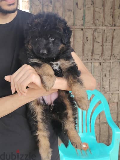 german shepherd puppies