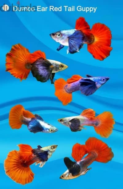 Guppy Platinum Red Tail Dumbo Big Ear جوبي بلاتنيوم ريد تيل بيج اير