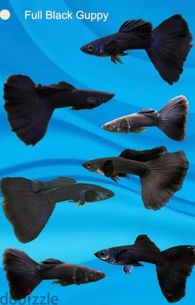 Guppy Full Black جوبي فول بلاك