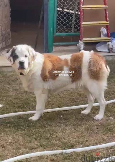 انثي سانت برنارد جاهزه للجواز  . . female saint bernard