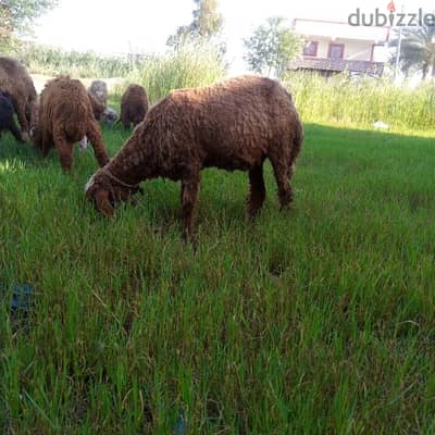 نعجه عشر شهر كاسره جوز حاجه ماشاء الله رقم التواصل 01226270571