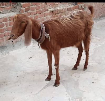 معزه شامي كسره 6 ولسه مضربه السعر نهائي