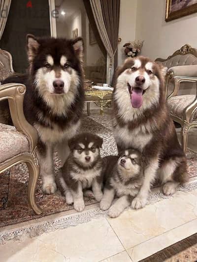 Alaskan malamute