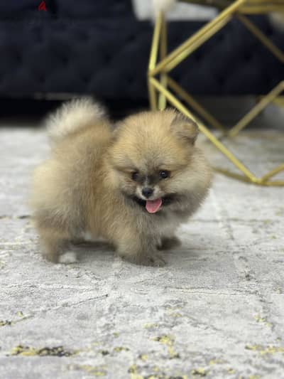 Pomeranian puppy بومرينيان بومرينين