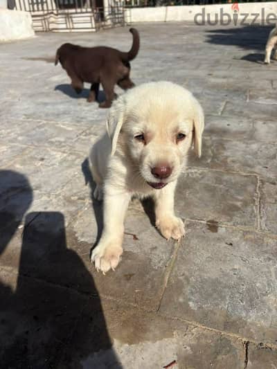 Female Labrador retriever