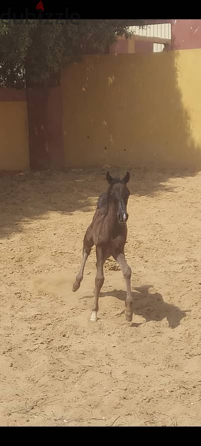 مهر عربي ادهم بالورق  اخطار ومبايعه