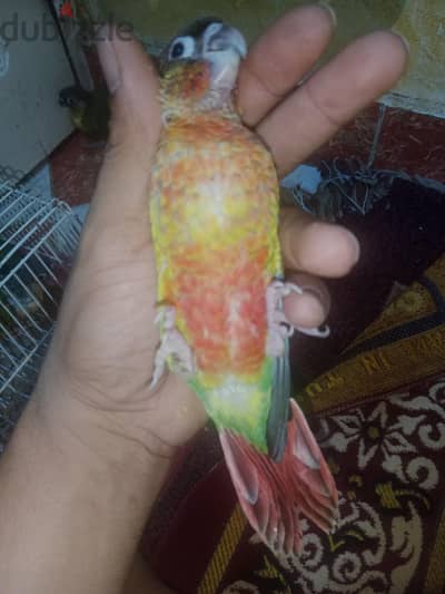 كنيور