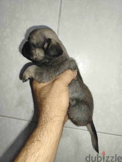 جراوى pug مينى بنت وولد بيور 35 يوم وخدة تطعيم ديدان وحشرات