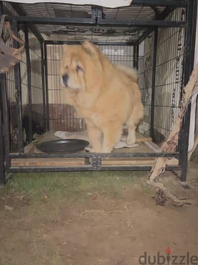 Female chowchow