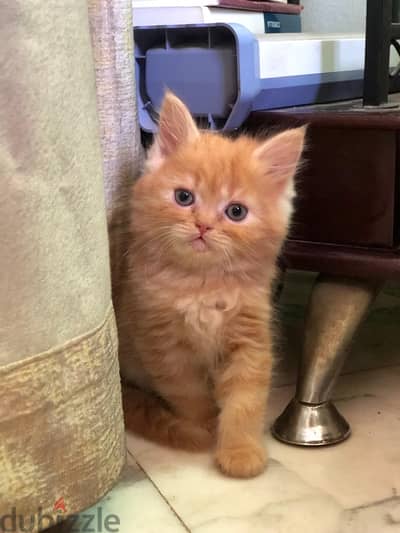Shirazi Special Orange Kitten -Maleقط شيرازي اورانچ