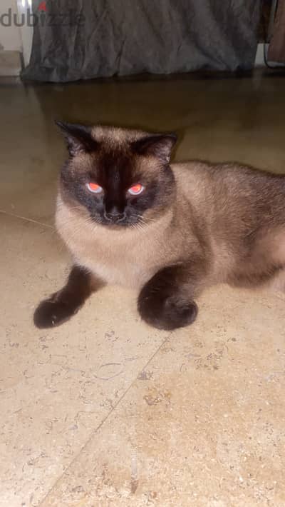 قط سيامي فخامة siemes cat bold