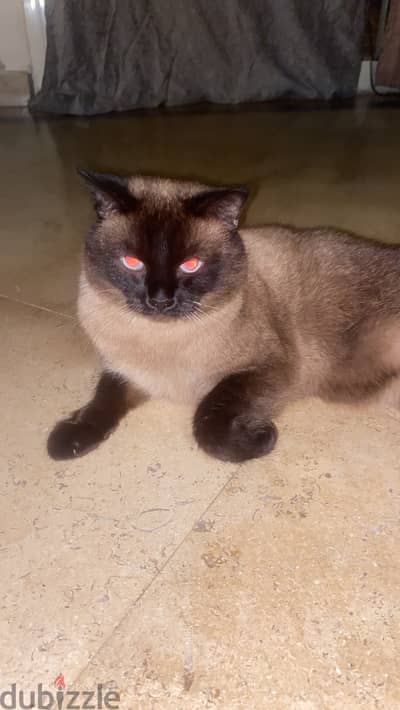 Siamese BOLD Cat قط سيامي فخم