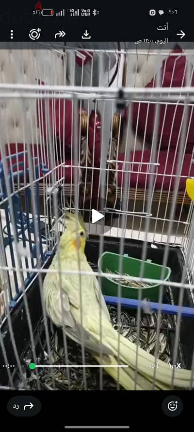 ذكر كوكتيل ازبيل شغال للبيع