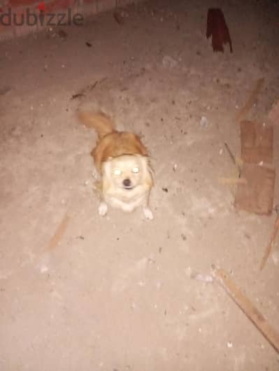 كلبه شيتوز معاها بنتها