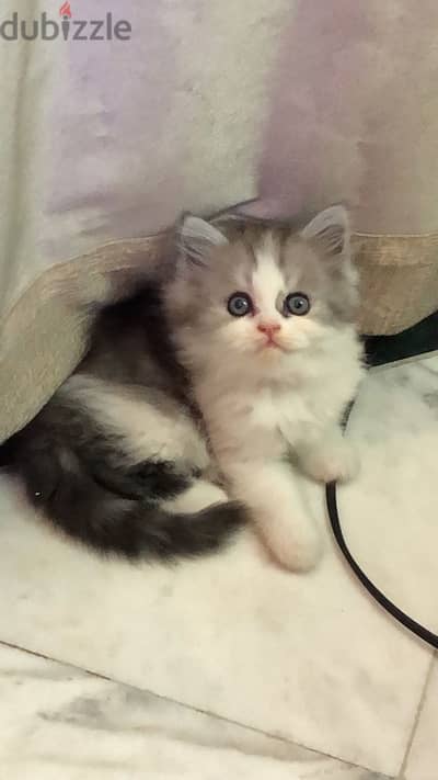 Shirazi Special Kitten -Male