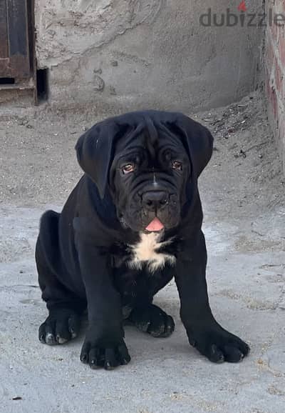 Cane Corso puppy dog