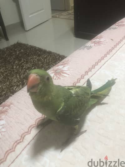 دره هندى