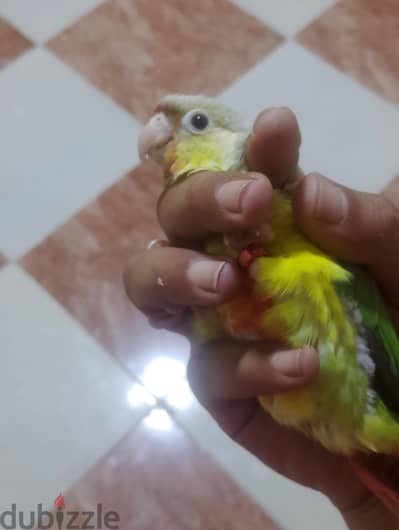 3 فروخ بينابول لهواه التاكيل اليدوى