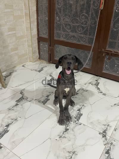 كلبة great dane للبيع