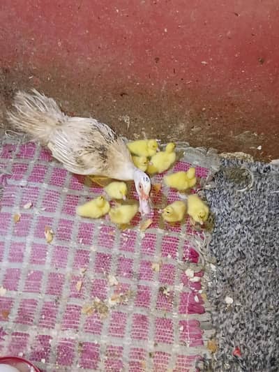 بط سوداني بلدي