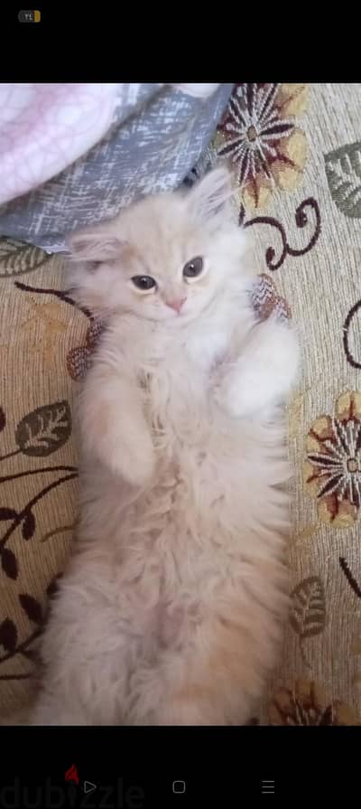 قطه  شيرازي