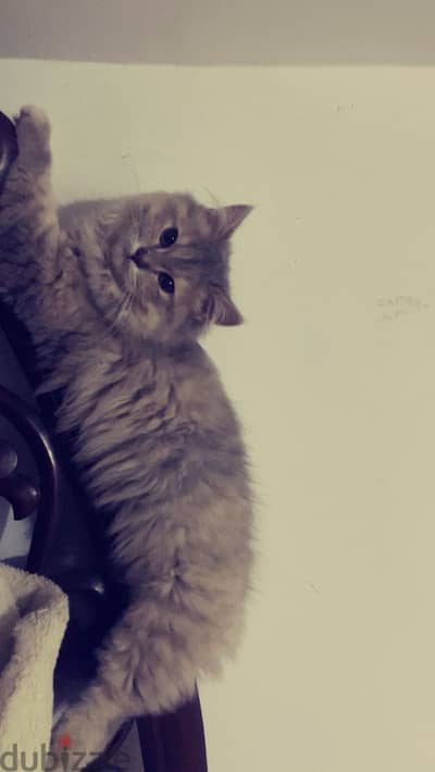قطتين للتبني