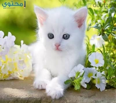 أنا محتاج قطهً تبنى