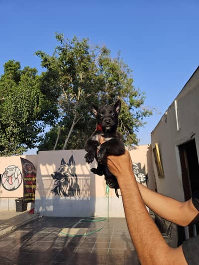 جراوي ملينو