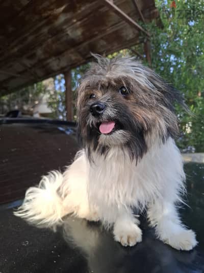 chitzu puppy