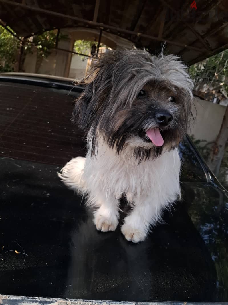 chitzu puppy 1