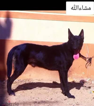 دكر  مشاء الله البيع لظروف خاصه