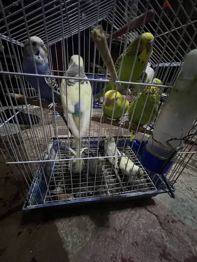 عصافير للبيع  و2 يمام