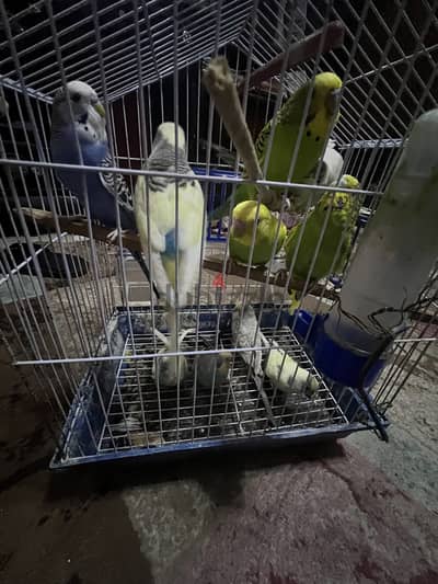 عصافير للبيع