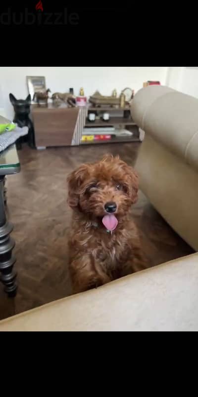 Toy poodle -female