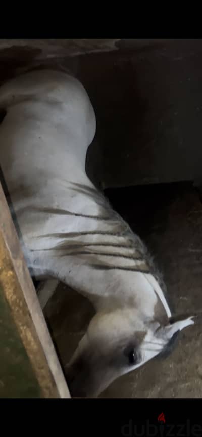 حصان للبيع