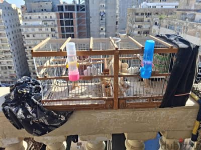 عصافير زيبرا