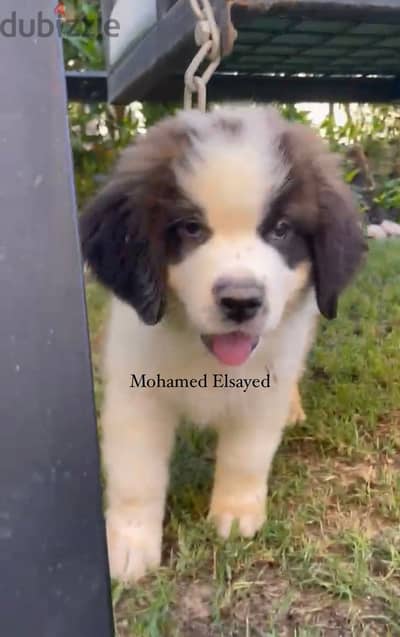 جراوي سانت برنارد . . saint bernard puppies