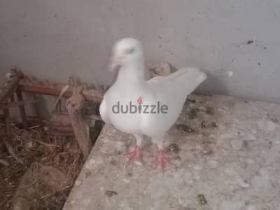 حمام لاحم