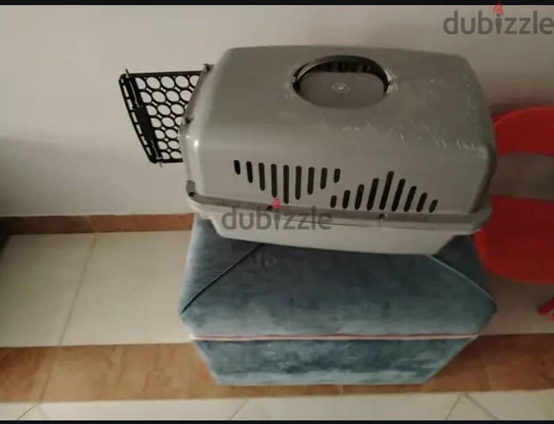 cat carries 1