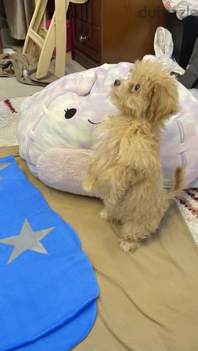 Maltipoo teacup