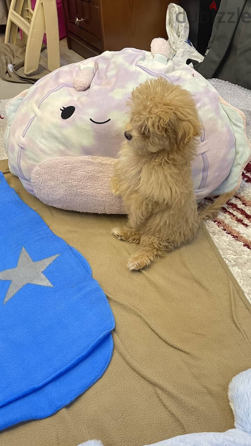 Maltipoo teacup 1