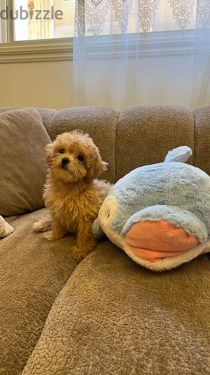 Maltipoo teacup 2