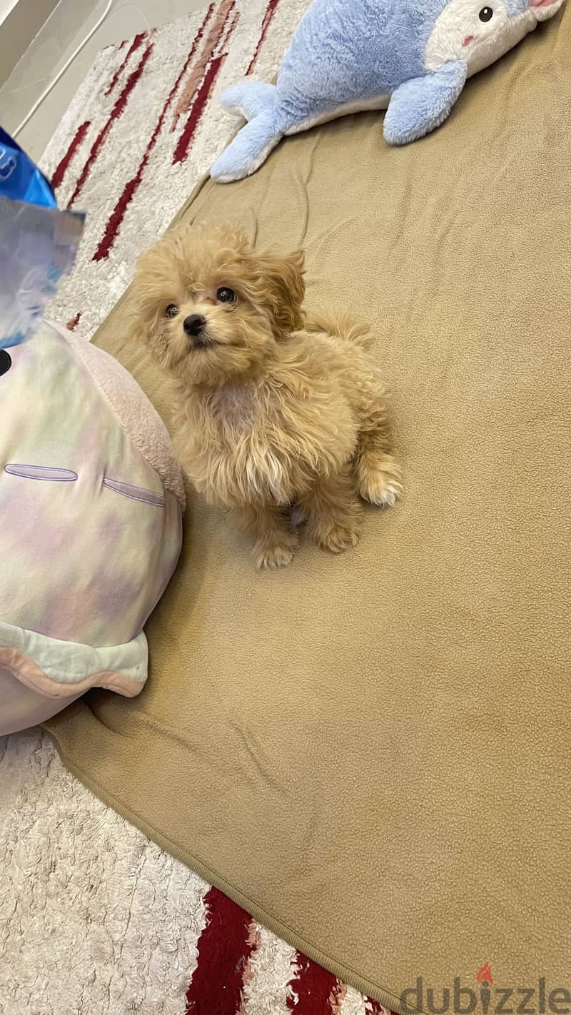 Maltipoo teacup 4