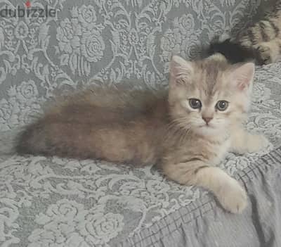 عشاق الشورت هير يجمعو احلى قطط شورت هير شيرازى شهرين